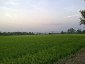 225577_219521944726066_4590038_n