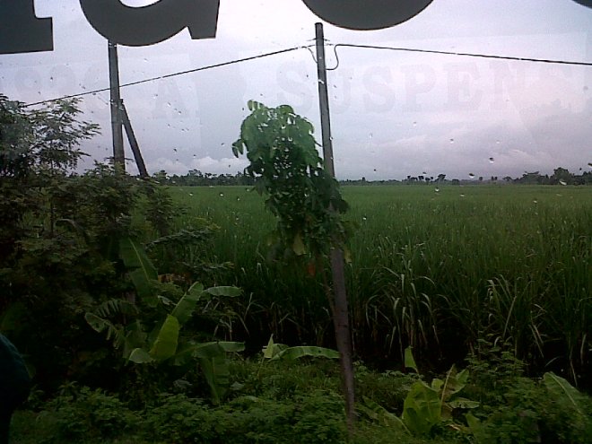 kebun Tebu Jember